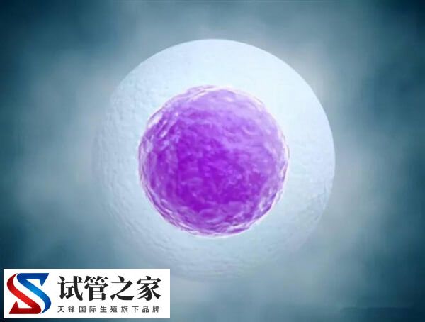 为什么试管促排会有空泡(图2)