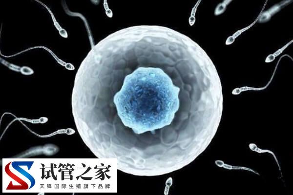 无精子症能不能生育