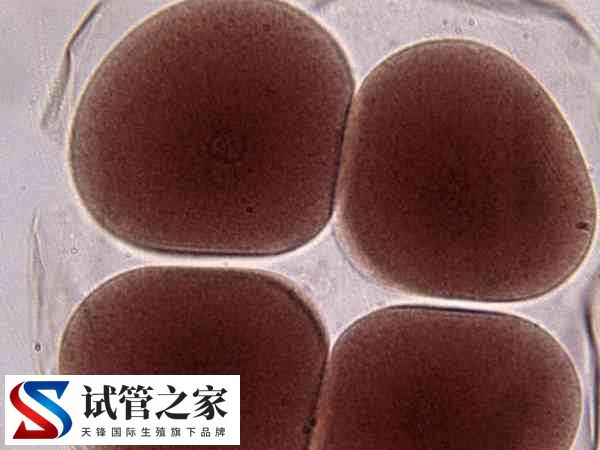 内膜7mm移植囊胚成功率是多少
