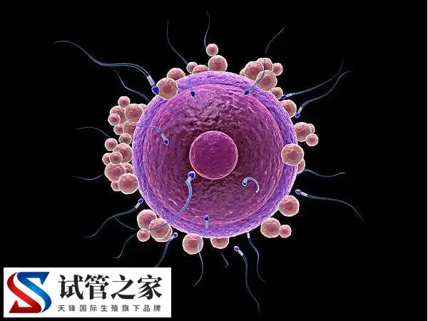 多囊卵巢促排后空卵泡的原因是什么(图1)