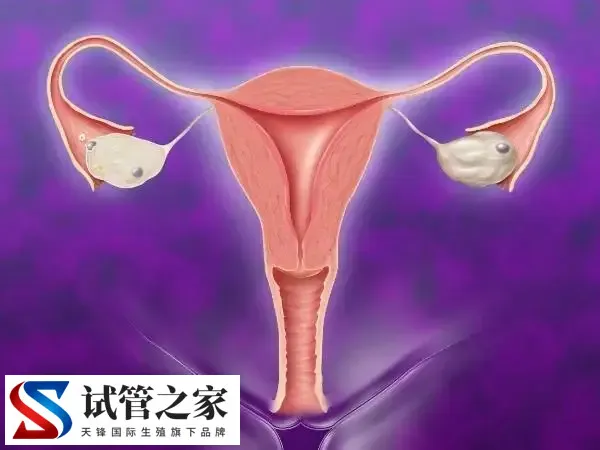 卵巢早衰多久才能二次移植胚胎(图1) 卵巢早衰多久才能二次移植胚胎(图1)