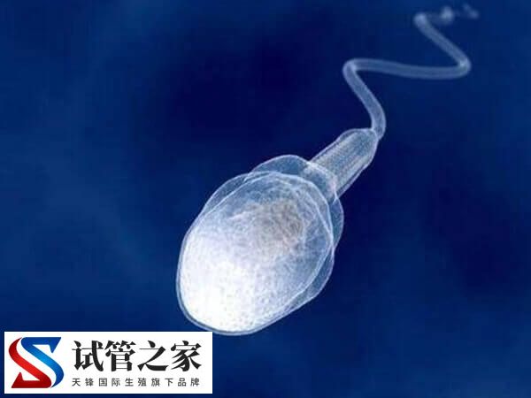 备孕期间怎么检查精dna碎片率(图1)