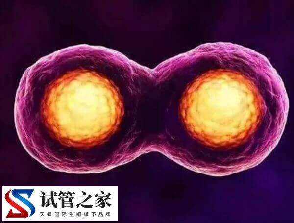 试管婴儿多胞胎为什么要减胎