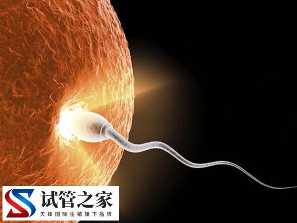 取卵12个一般能配几个受精卵?(图1) 取卵12个一般能配几个受精卵?(图1)