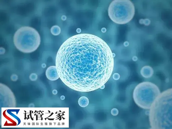 移植冻胚为什么提前一天解冻