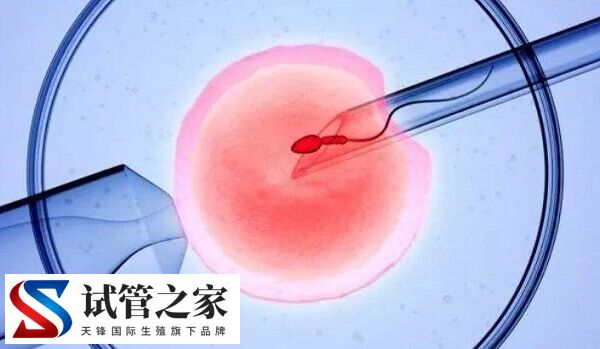 卵泡发育不良能不能做试管婴儿