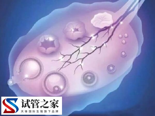 卵巢偏小会不会影响怀孕(图1)