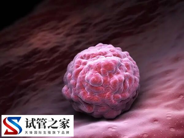 试管移植子宫动脉血流多少正常(图1)