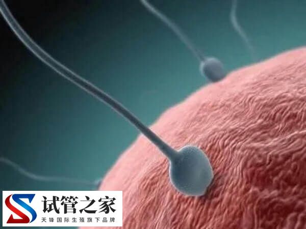 试管婴儿移植步骤是什么(图1)