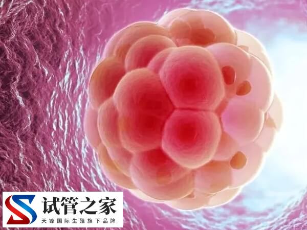 试管婴儿一级胚胎很少的原因是什么(图1)